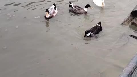 Cute Ducks 🦆 Swimming Video By Kingdom of Awais