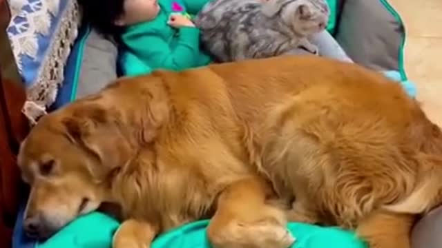 Cat and dog sleep with a cute baby so its look like awasome