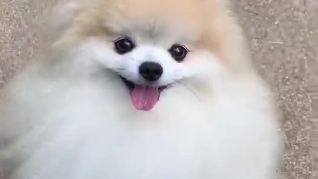 Puppy cute and funny video#Cute Videos