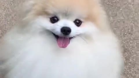 Puppy cute and funny video#Cute Videos