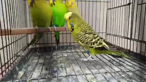 Show budgies