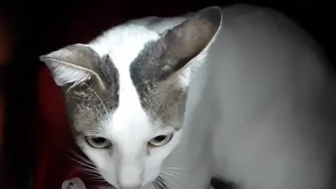 Cat mischief