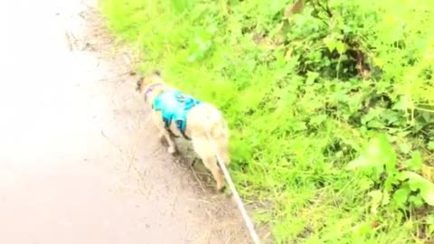 puppy walking in the rain