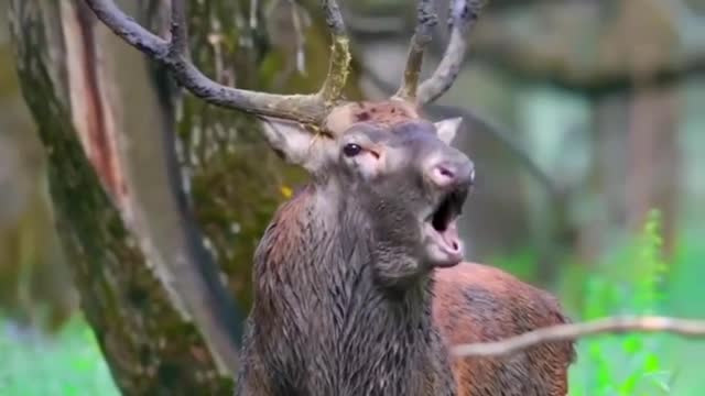 The world of wild animals