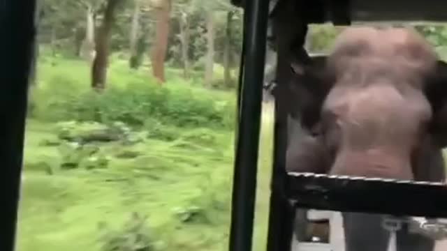 Cute elephants chased us. It was an exciting experience