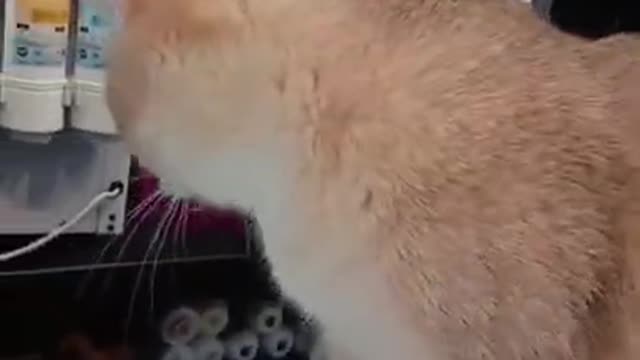 funny cat