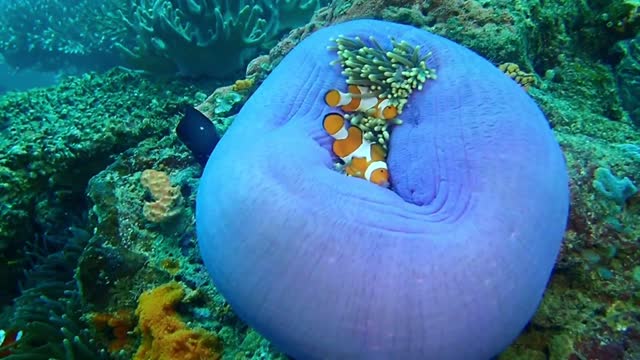 two twin fish are playing on looking happy happy