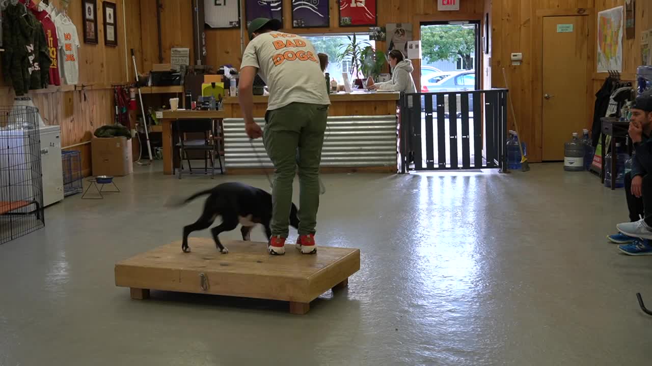 How to Train ANY DOG TRAINING FOUNDATION