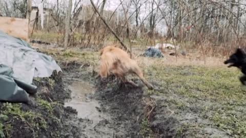 Serbia Dog Playing in the Mud❤️