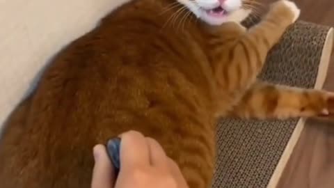 Funny cats 😂