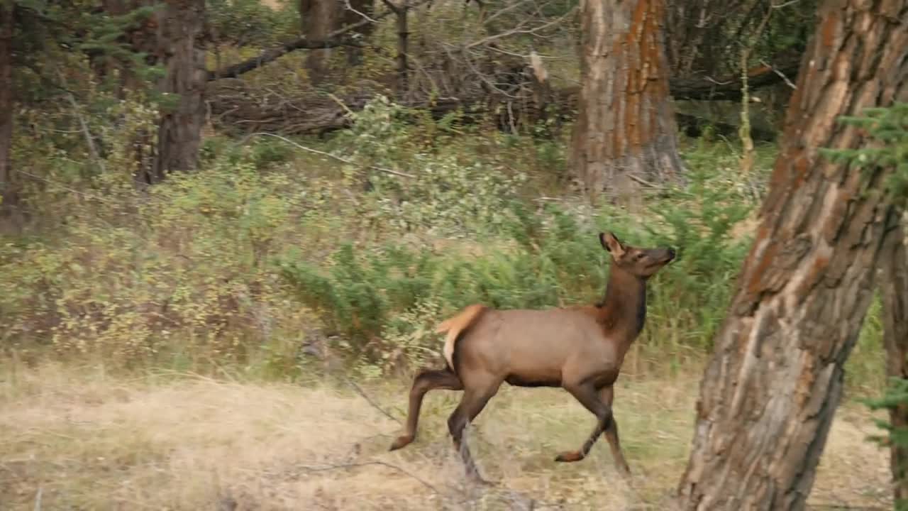 A Cow Elk Runs Through An Autumn Forest In The Early Morning