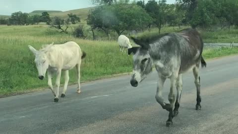 You never know who you will meet on the road