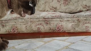 Cat vs Flies