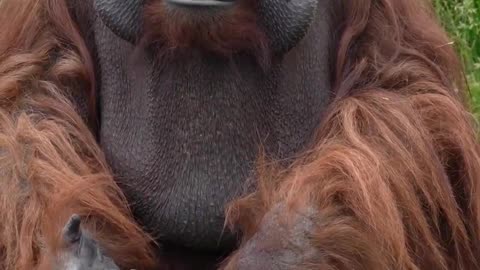 Monkey monkey YouTu welcome