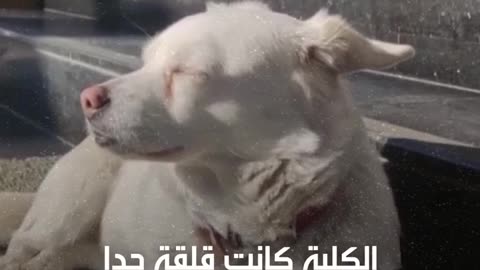 وفاء كلبة