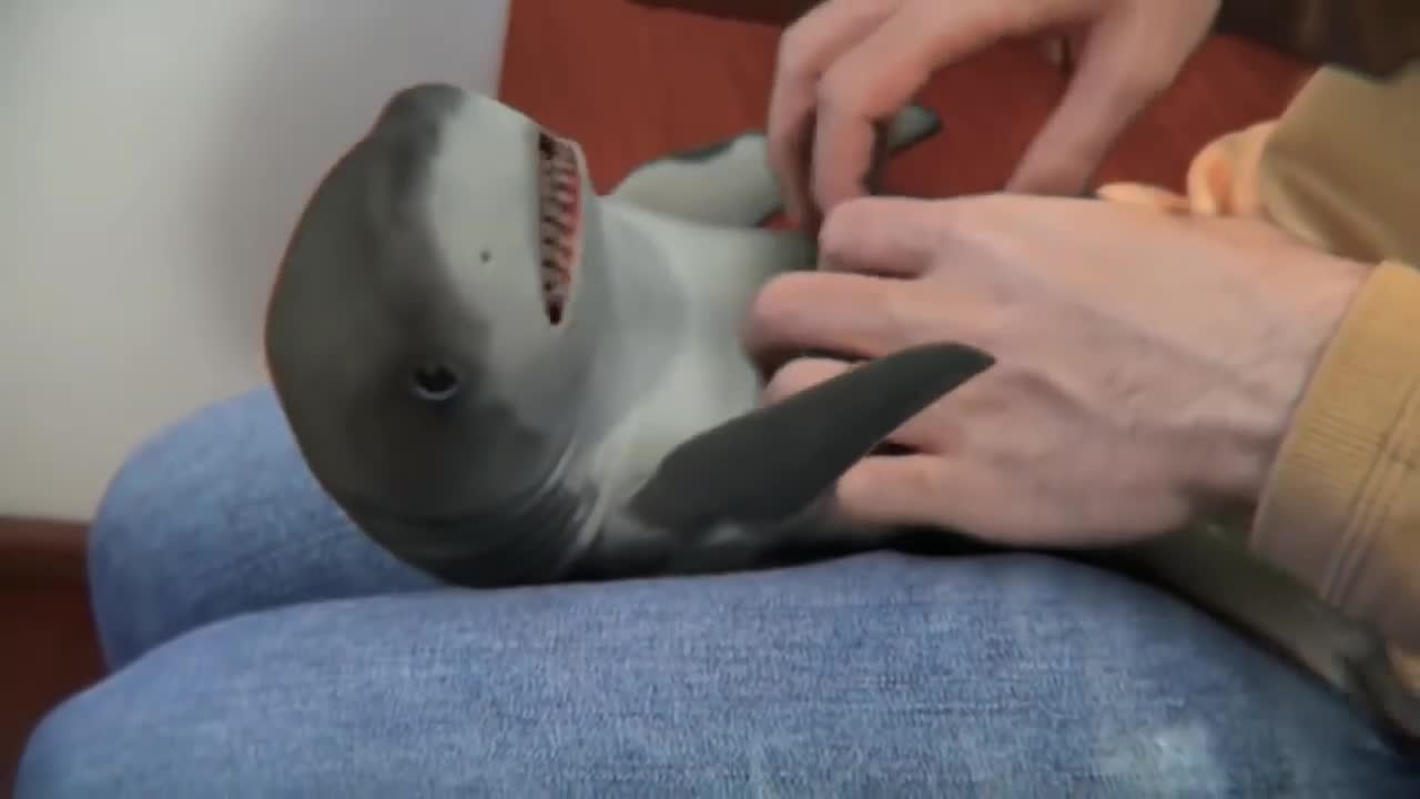 Little shark