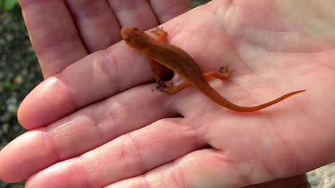 Little Salamander 🦎