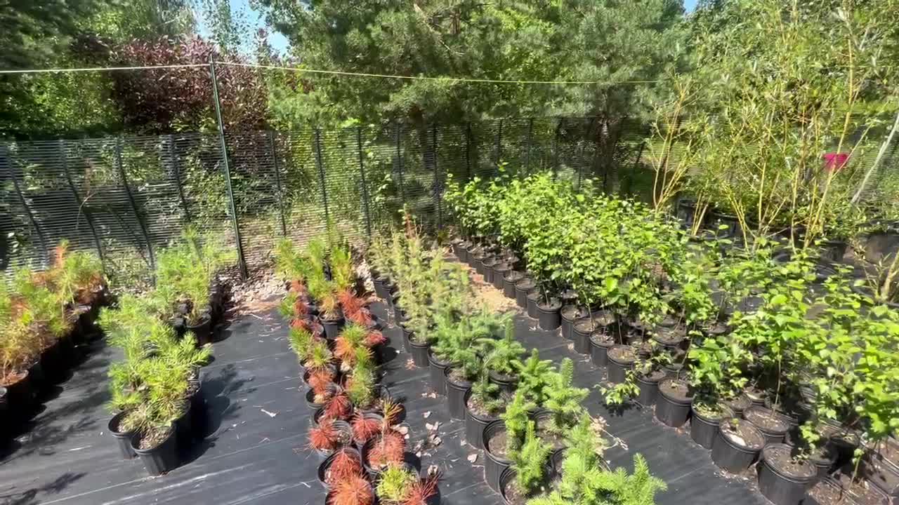 Potted Tree Field Update