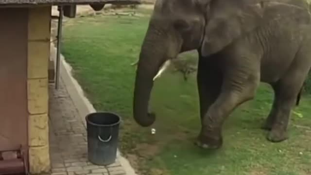 A Life Lesson From An Elephant!:)
