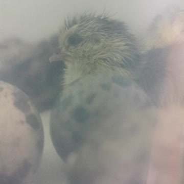 Baby Quail Step Over Eachother