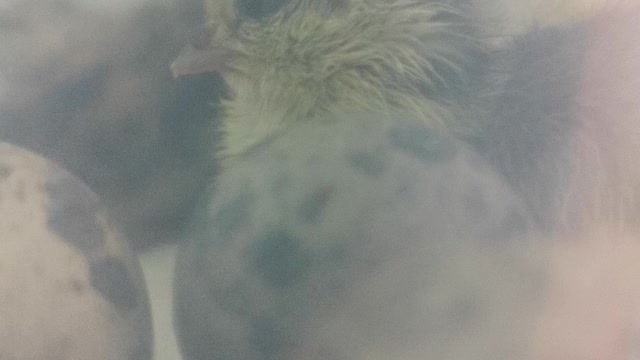 Baby Quail Step Over Eachother