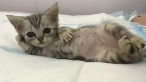 Cute cats video compilation 48