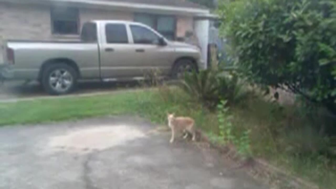 Bird Bullies Cat Fail