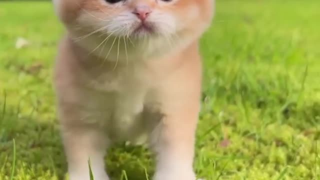 Baby cats and cute cat videos compilation