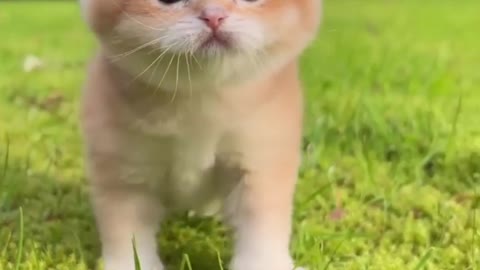 Baby cats and cute cat videos compilation