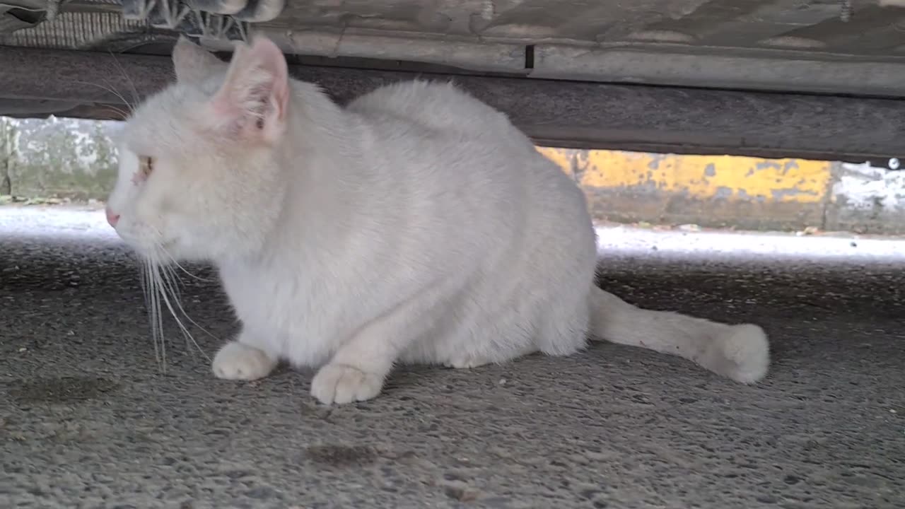 Angry white cat doesn_t want to be tamed. She_s always Wild