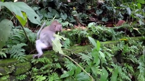 Monkey Videos Funny and Cute Monkey Video Compilation Full HD