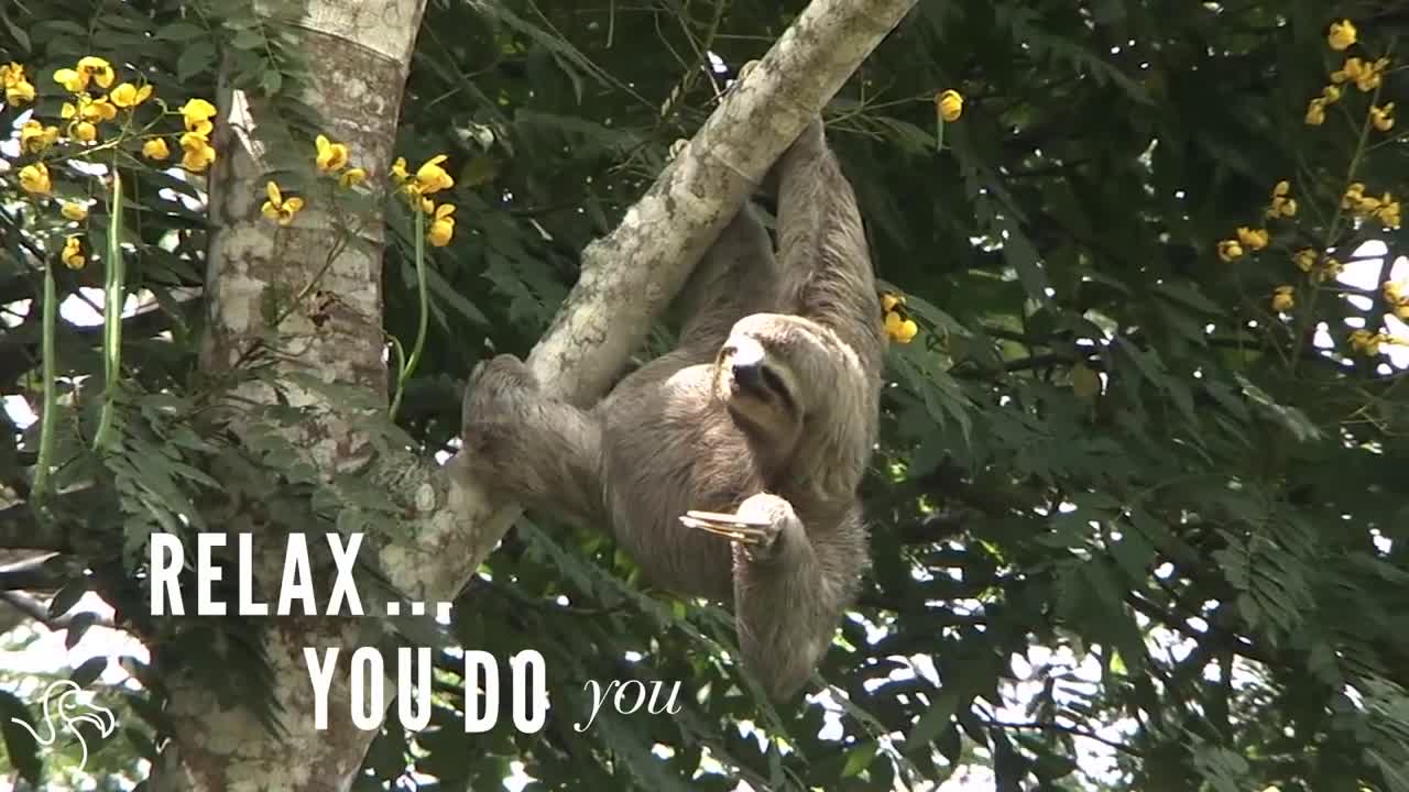 Sloths Aren't Slow, They're Just Super Chill
