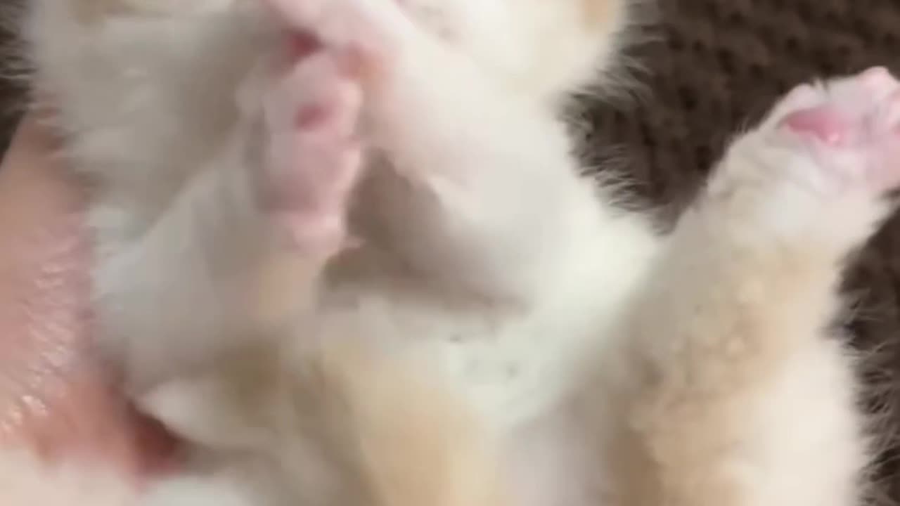 Funny cats video