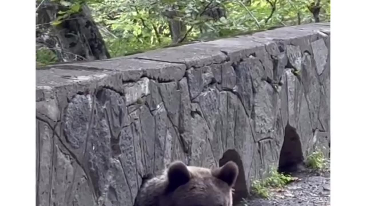 Sneaky Bear's Attention Trick: Fake Stuck!