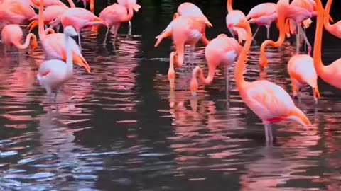 Interesting Facts About Flamingos!