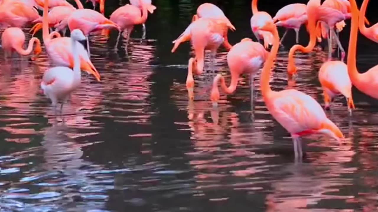 Interesting Facts About Flamingos!