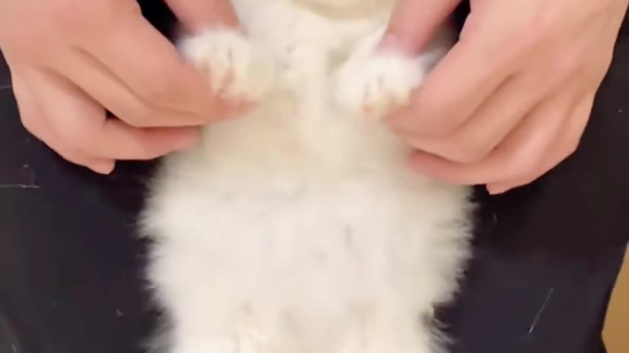 Funny cat video