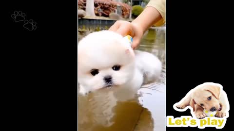 Cute Funny and Smart Dogs Compilation #2
