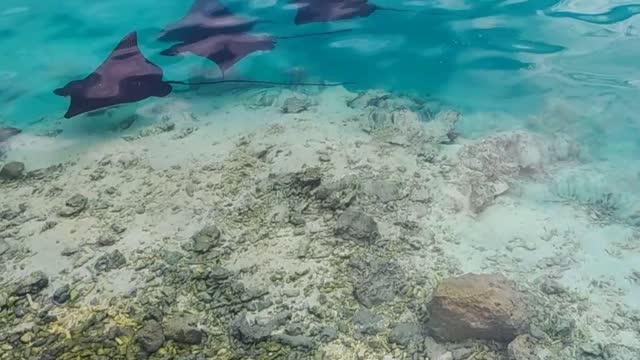 Eagle rays in the SHALLOWS!