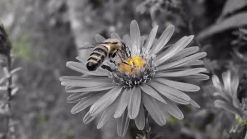 Bees buzzed lazily among the flowers