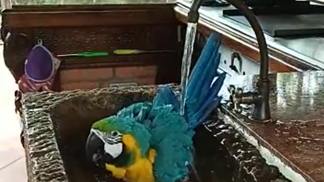 colored macaw