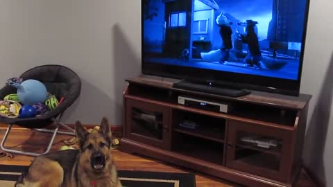 German shepherd howling with wolves from Zootopia♥