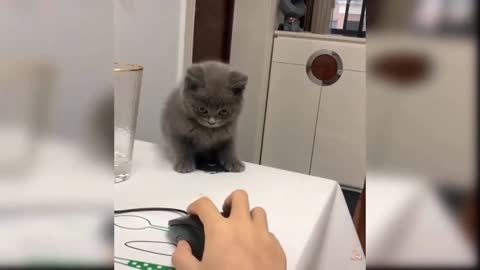 What! how that cat knows that