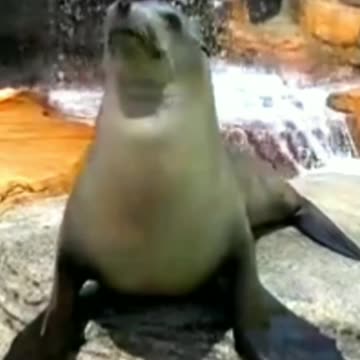 Sea Lion|Oceanic Life|National Geographic|Underwater Animal