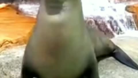 Sea Lion|Oceanic Life|National Geographic|Underwater Animal