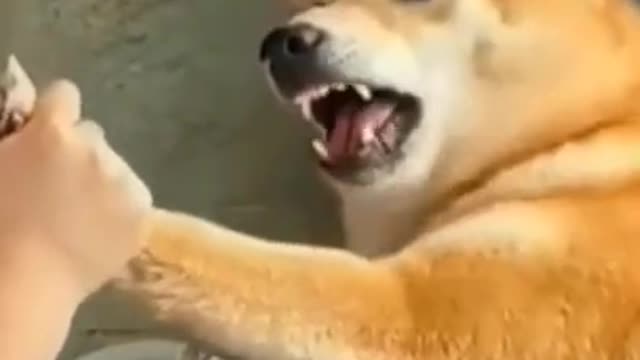 So funny cute ? dogs ?? and cats ?? part 14