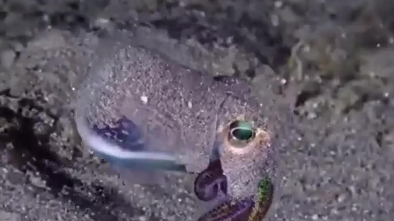 CUTTLEFISH ARE ABLE TO RAPIDLY CHANGE THE COLOR OF THEIR SKIN TO MATCH THEIR SURROUNDINGS