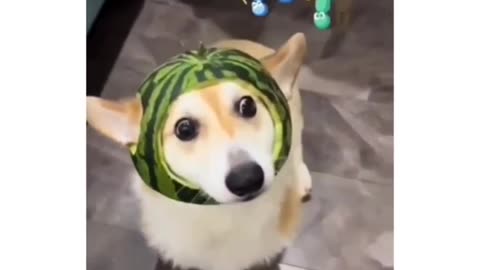 When Dog Wear Watermelon HHH