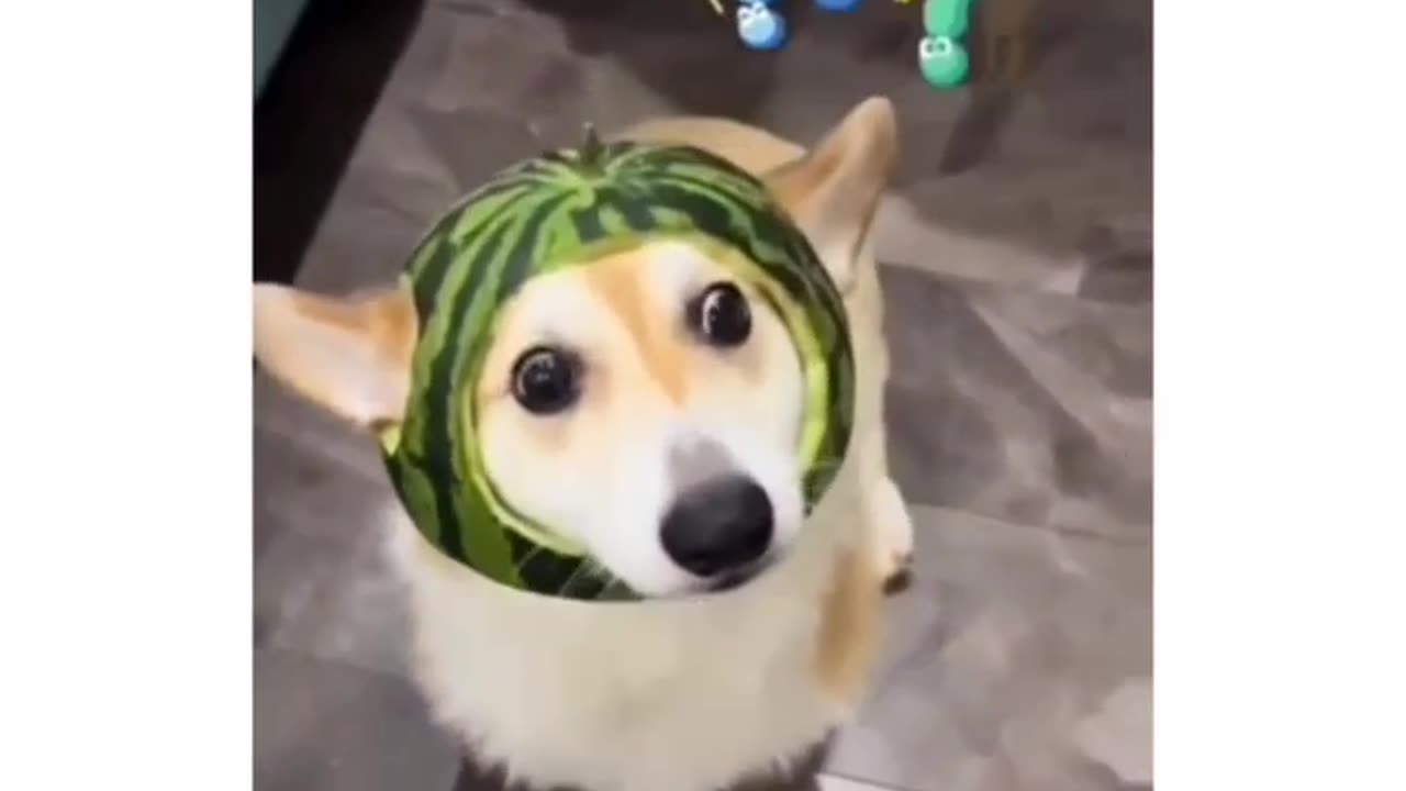 When Dog Wear Watermelon HHH