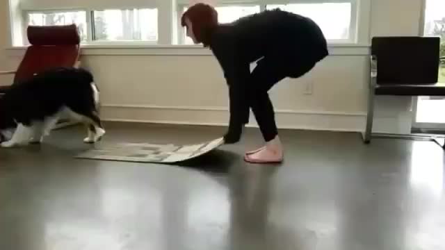 Dog Is Doing Yoga With His Owner 🙌🏼🐶👌👏🏼 Watch This 👈🏼